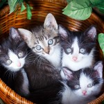 kitten