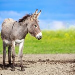 Gray donkey