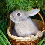 rabbit