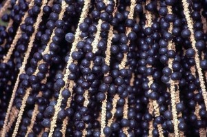 210812Acai